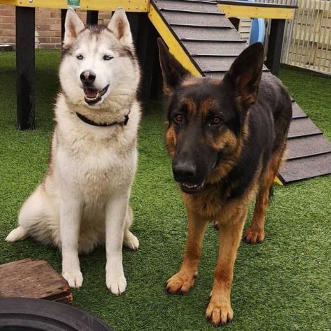 doggy daycare testimonial alfie and dexter
