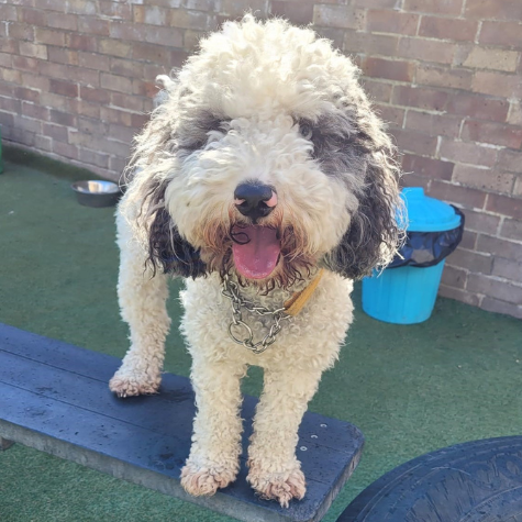 dog daycare review murphy