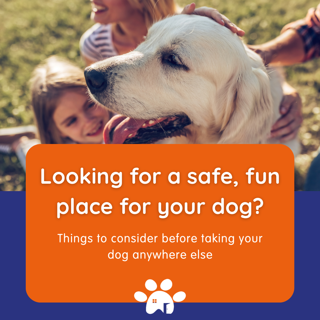 doggy-daycare-reading