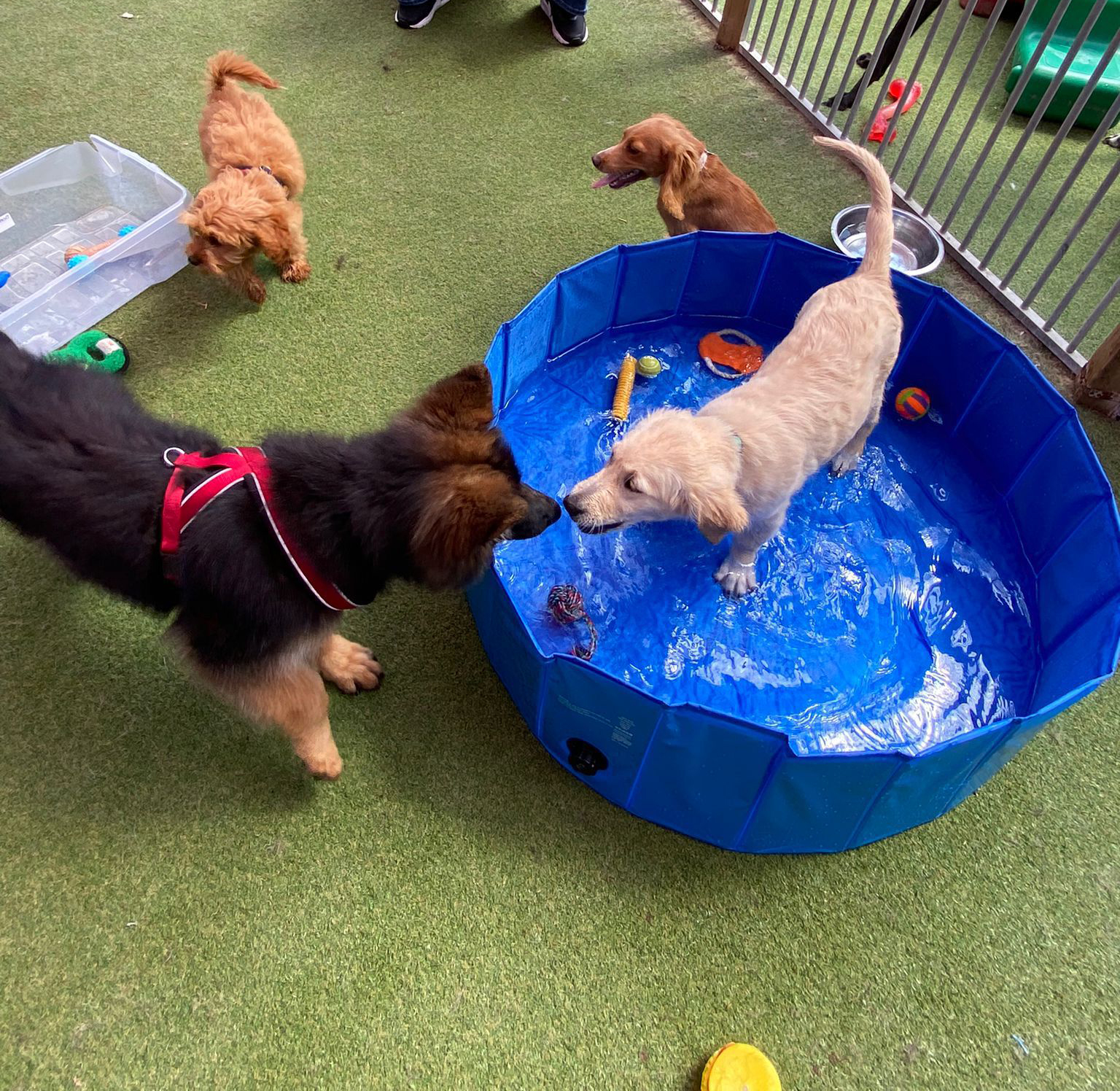 puppy socialisation party