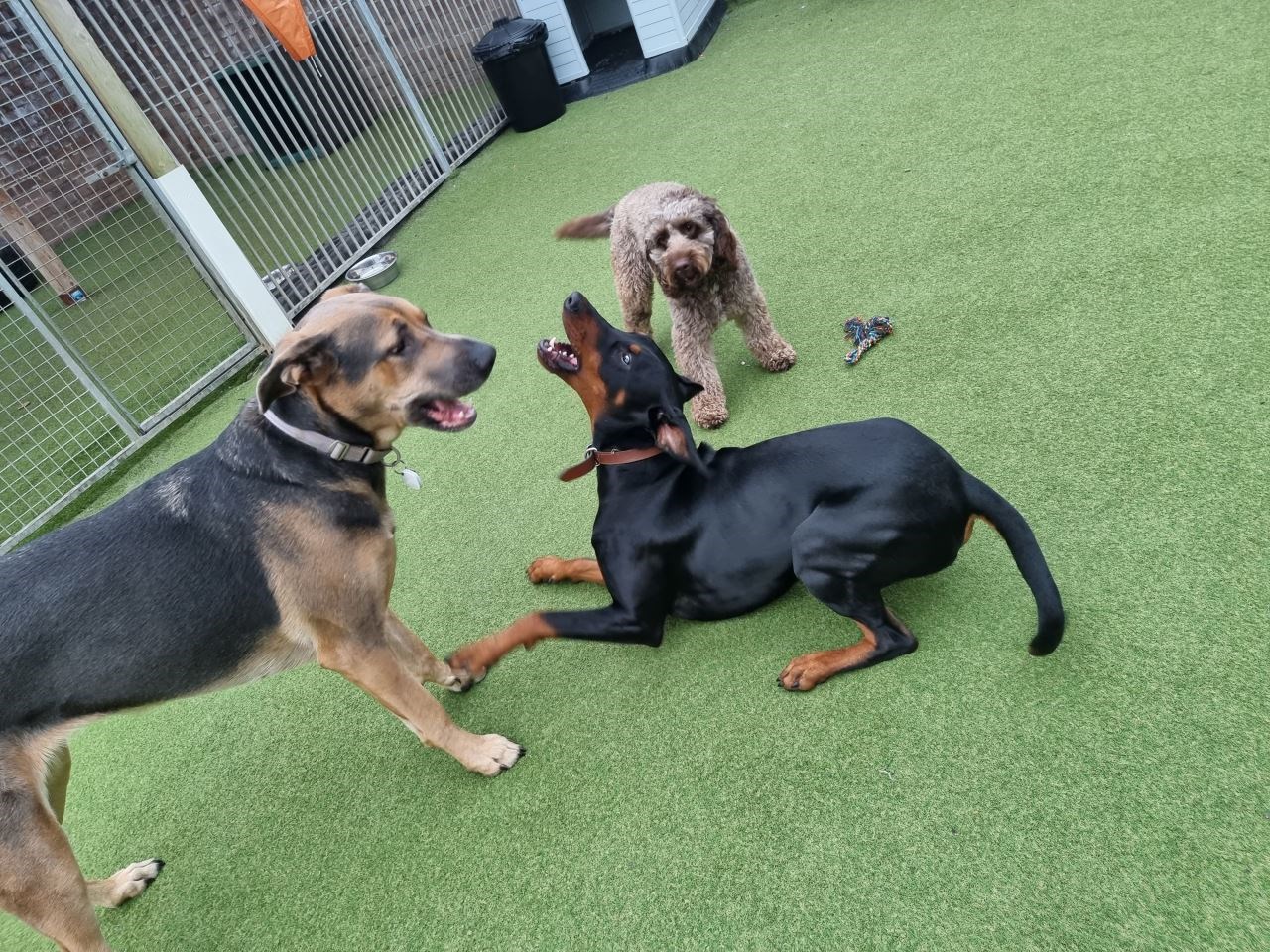 Maximising Playtime During Colder Months at Doggy Daycare 