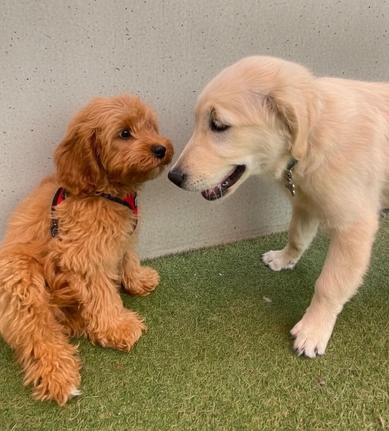 puppy training